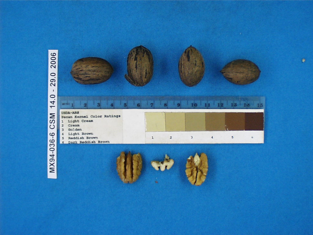 Click for 1 image(s) for this accession. Image