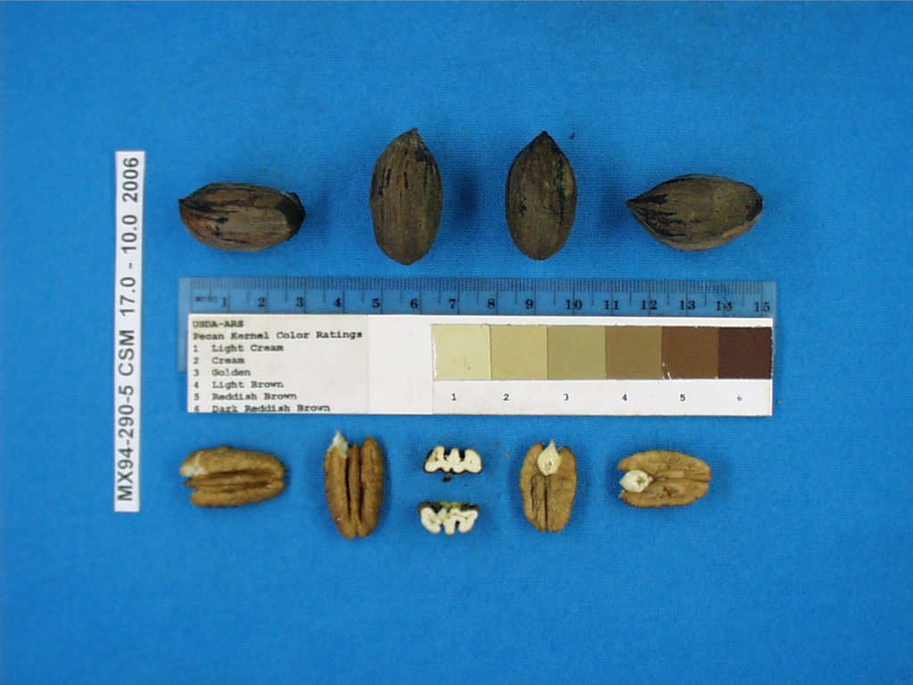 Click for 1 image(s) for this accession. Image