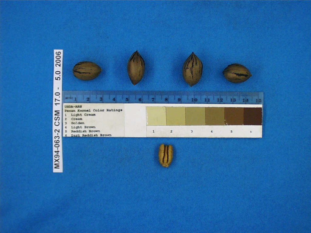 Click for 1 image(s) for this accession. Image