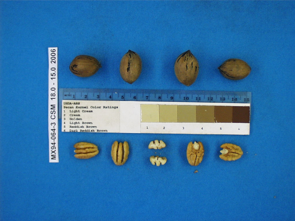 Click for 1 image(s) for this accession. Image