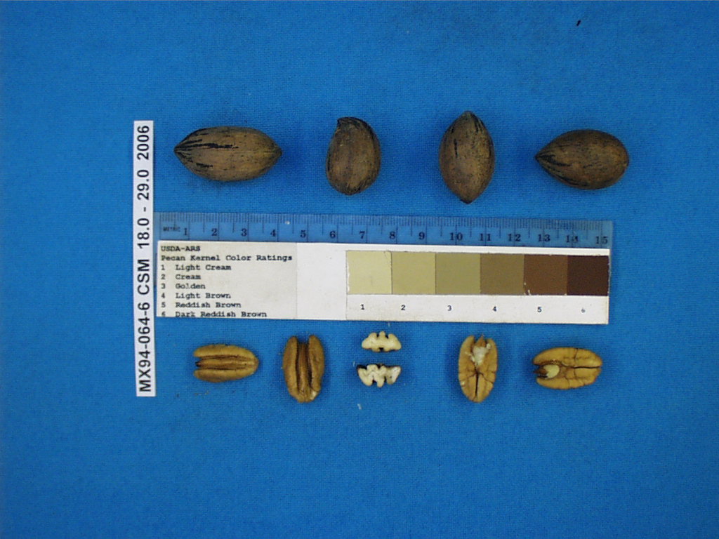 Click for 1 image(s) for this accession. Image