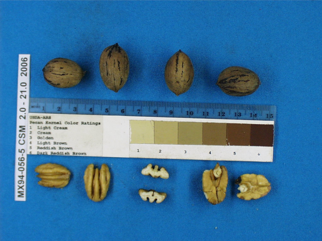 Click for 1 image(s) for this accession. Image
