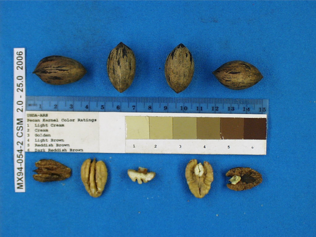 Click for 1 image(s) for this accession. Image