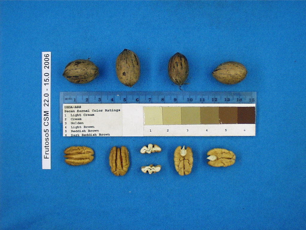 Click for 1 image(s) for this accession. Image