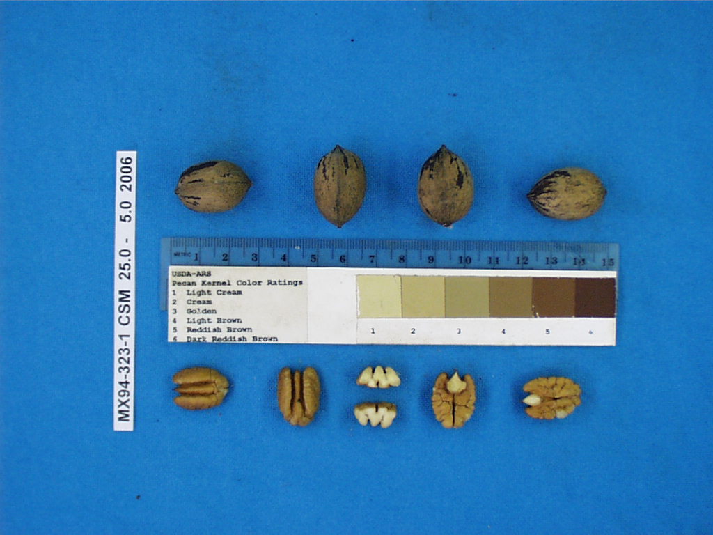 Click for 1 image(s) for this accession. Image