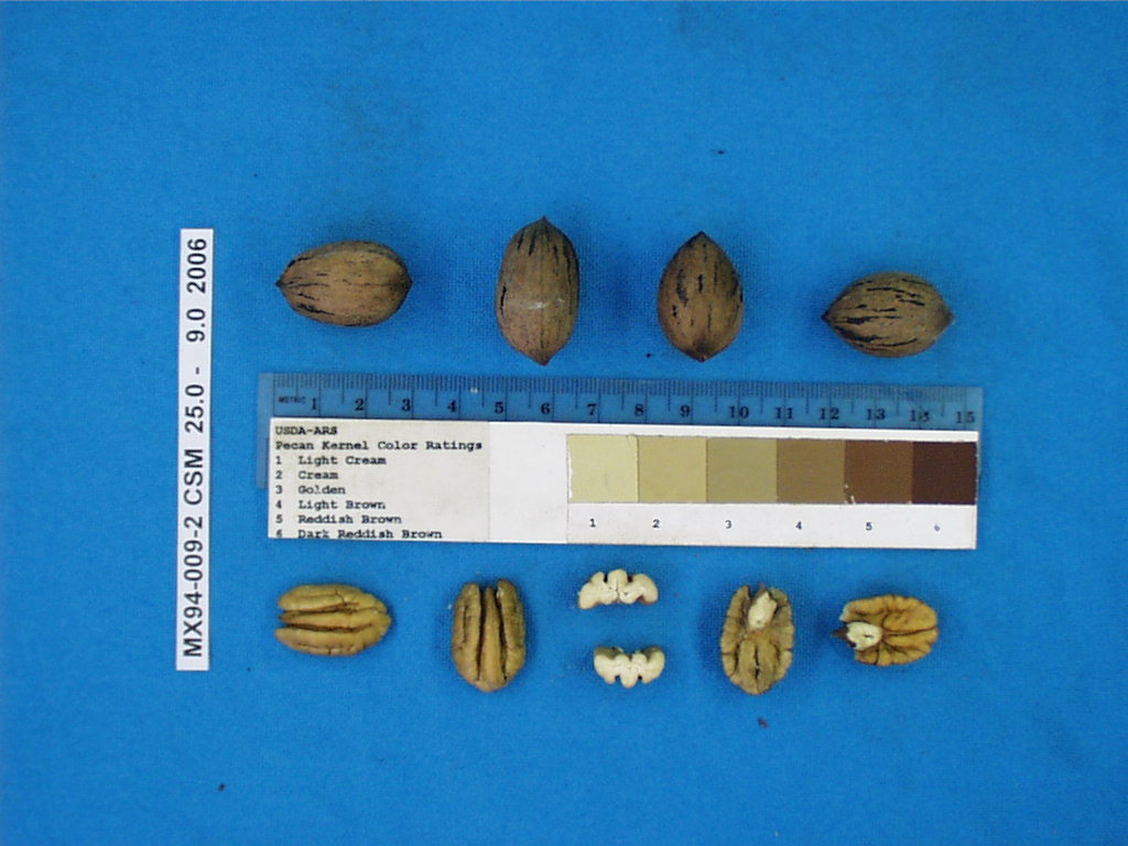 Click for 1 image(s) for this accession. Image
