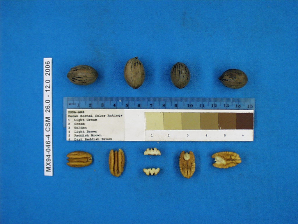 Click for 1 image(s) for this accession. Image