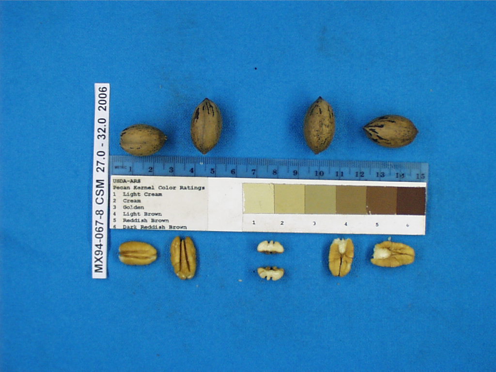 Click for 1 image(s) for this accession. Image