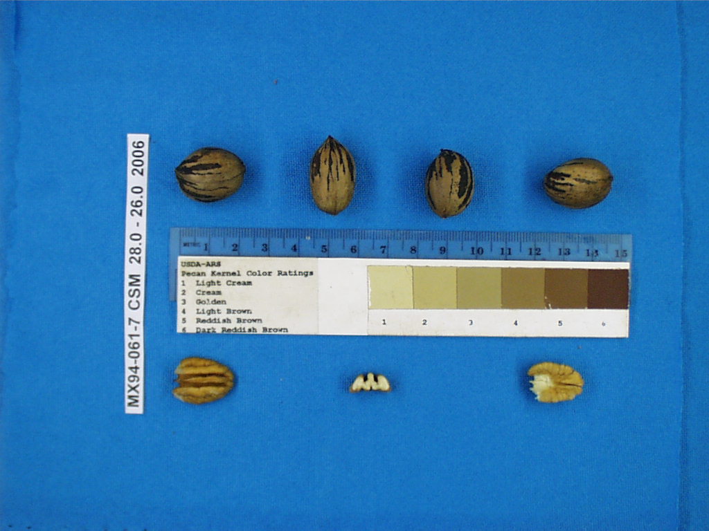 Click for 1 image(s) for this accession. Image