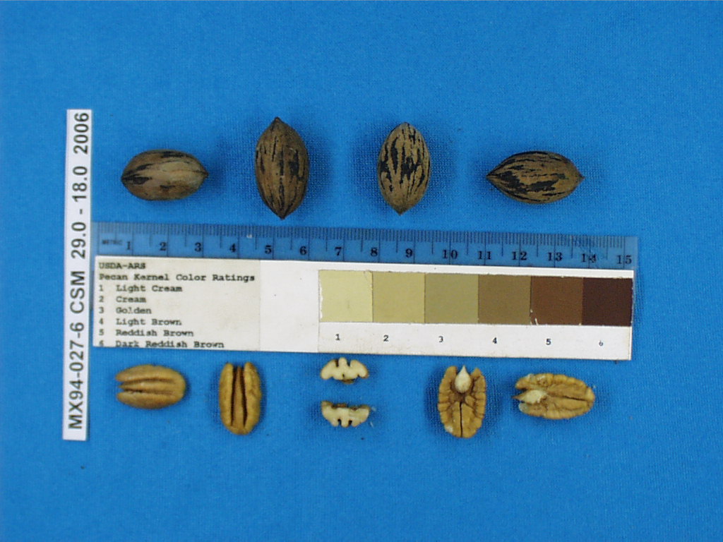 Click for 1 image(s) for this accession. Image