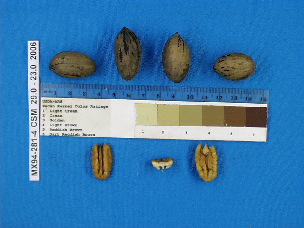 Click for 1 image(s) for this accession. Image