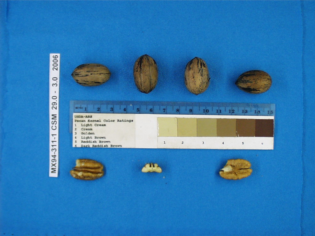 Click for 1 image(s) for this accession. Image
