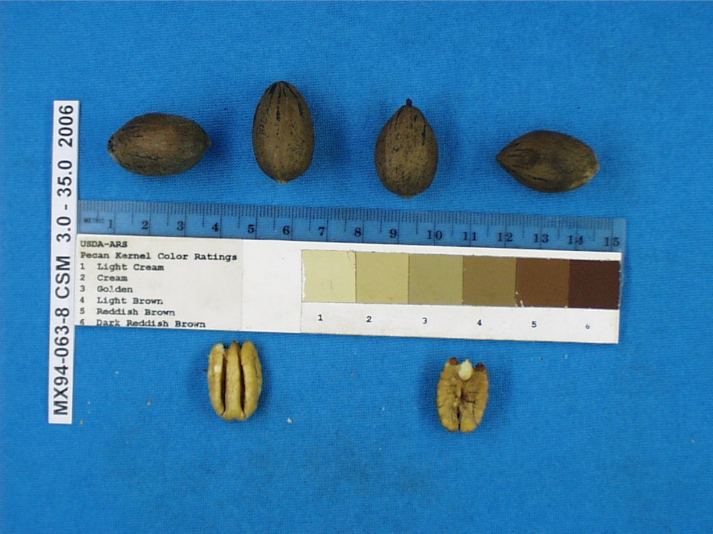 Click for 1 image(s) for this accession. Image