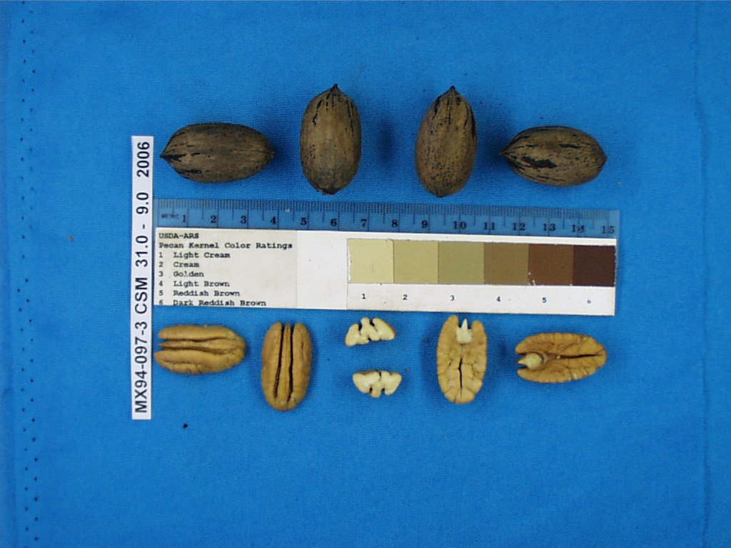 Click for 1 image(s) for this accession. Image