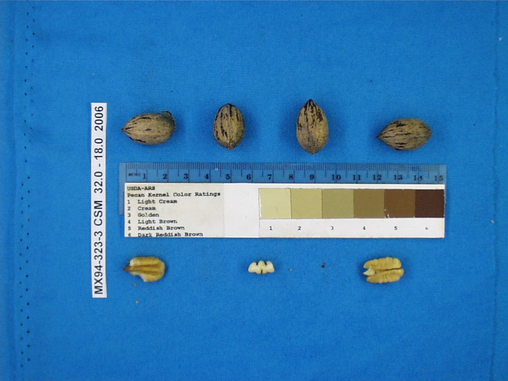 Click for 1 image(s) for this accession. Image
