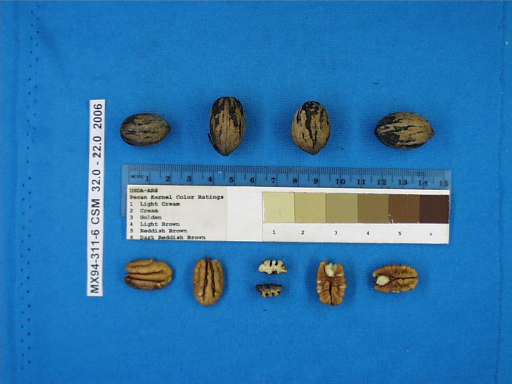 Click for 1 image(s) for this accession. Image