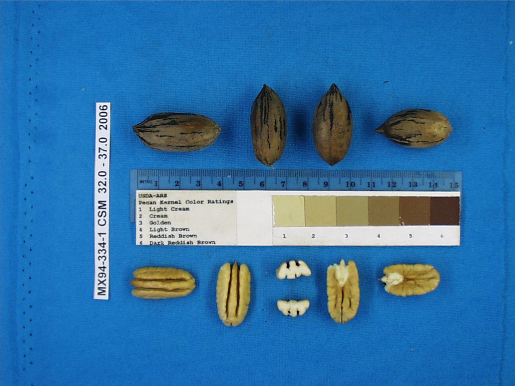 Click for 1 image(s) for this accession. Image