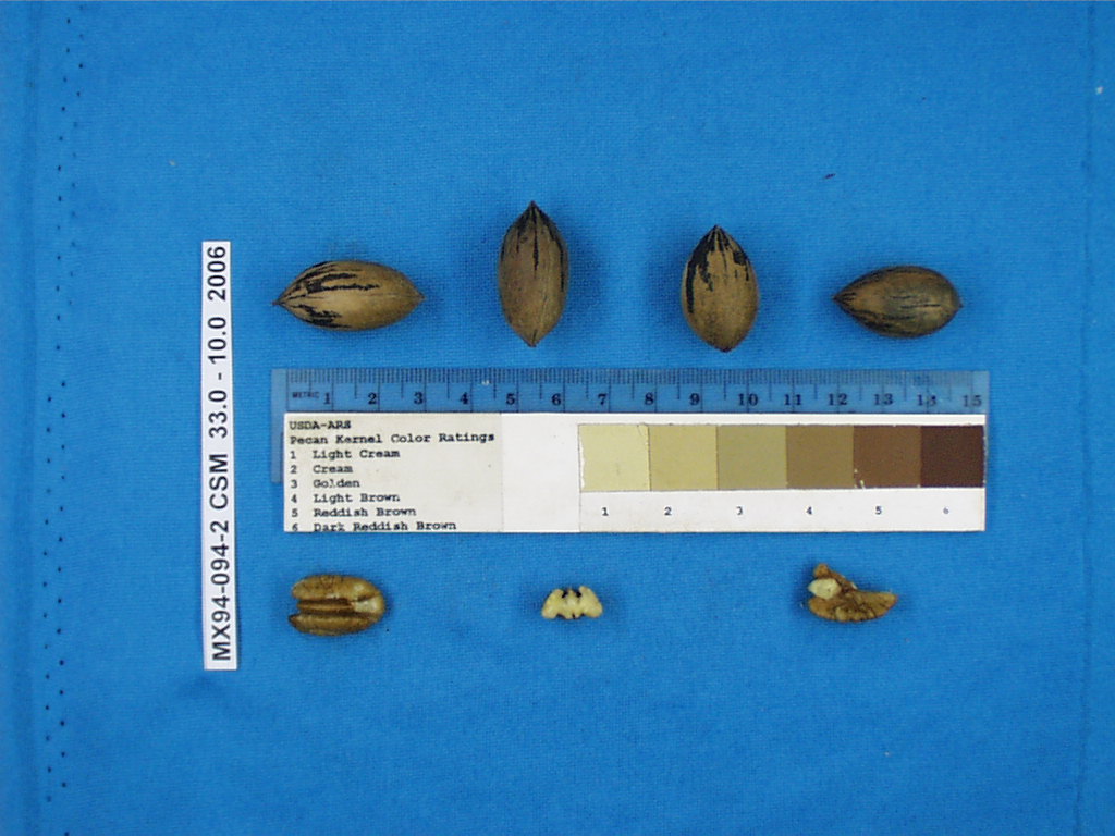 Click for 1 image(s) for this accession. Image