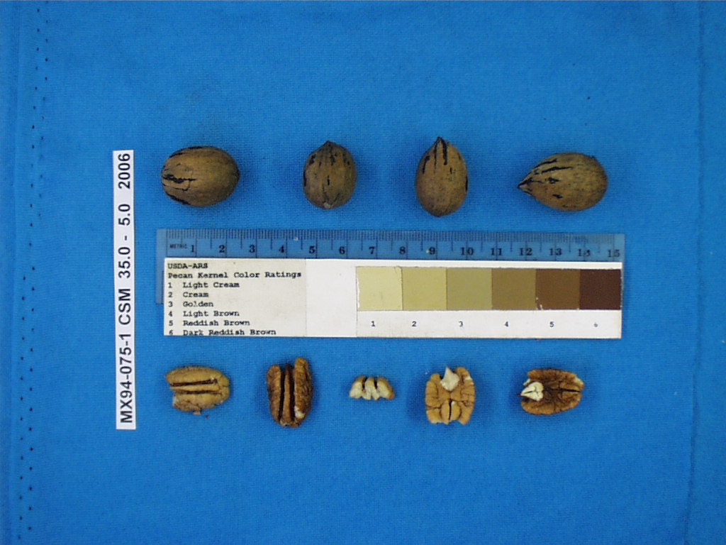 Click for 1 image(s) for this accession. Image