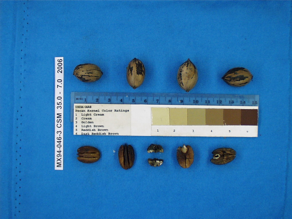 Click for 1 image(s) for this accession. Image