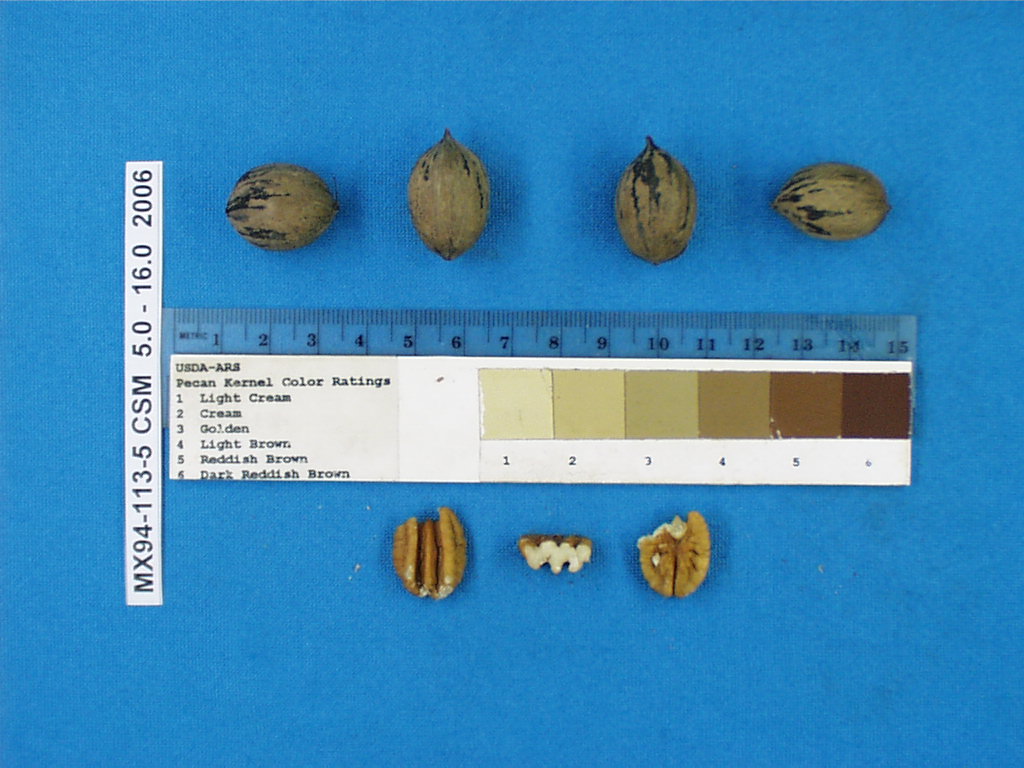 Click for 1 image(s) for this accession. Image