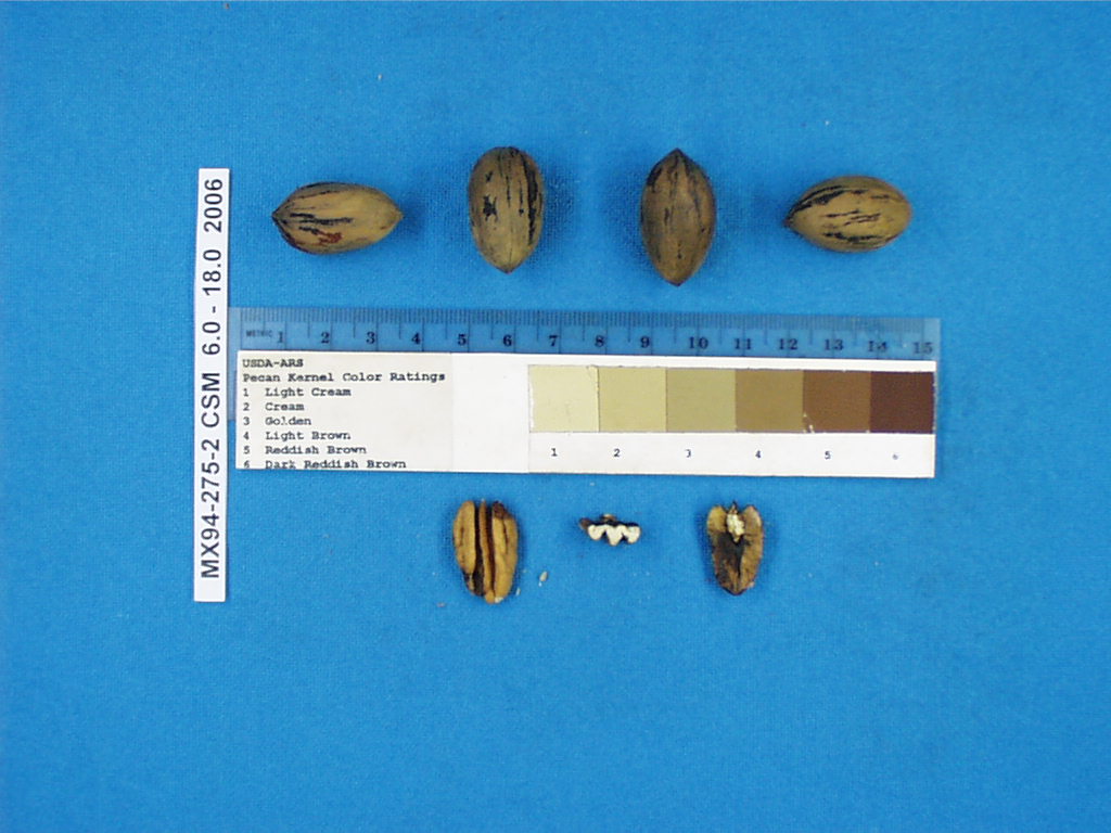 Click for 1 image(s) for this accession. Image