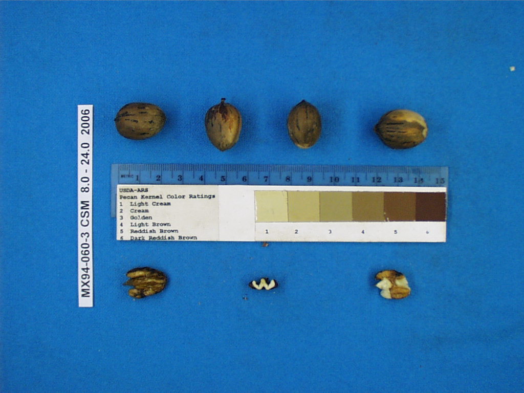 Click for 1 image(s) for this accession. Image