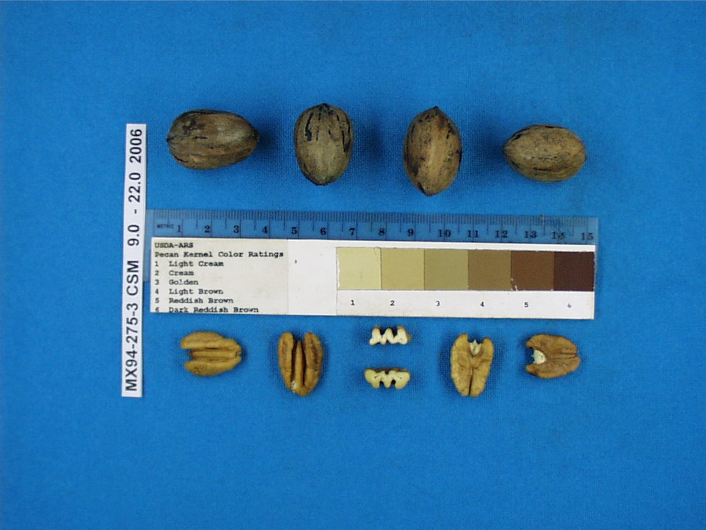 Click for 1 image(s) for this accession. Image