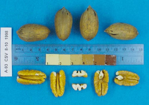 Click for 1 image(s) for this accession. Image