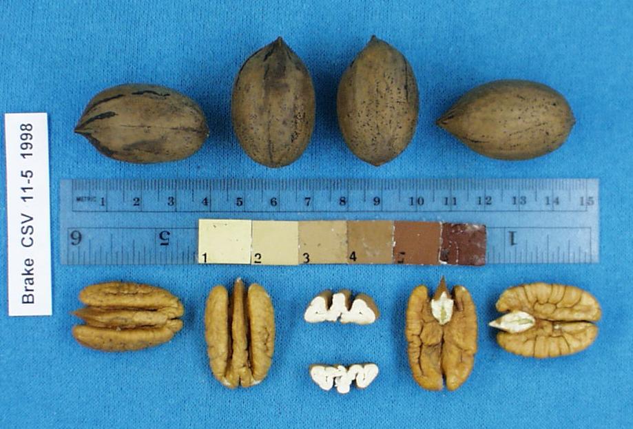 Click for 1 image(s) for this accession. Image