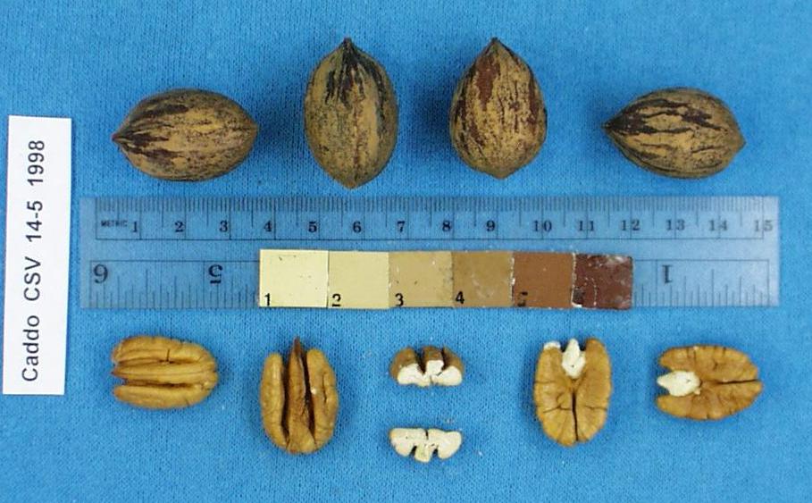 Click for 2 image(s) for this accession. Image