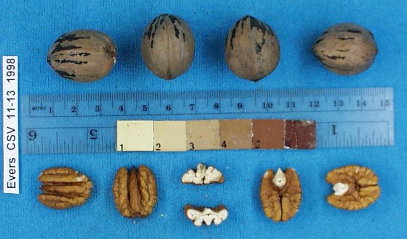 Click for 1 image(s) for this accession. Image