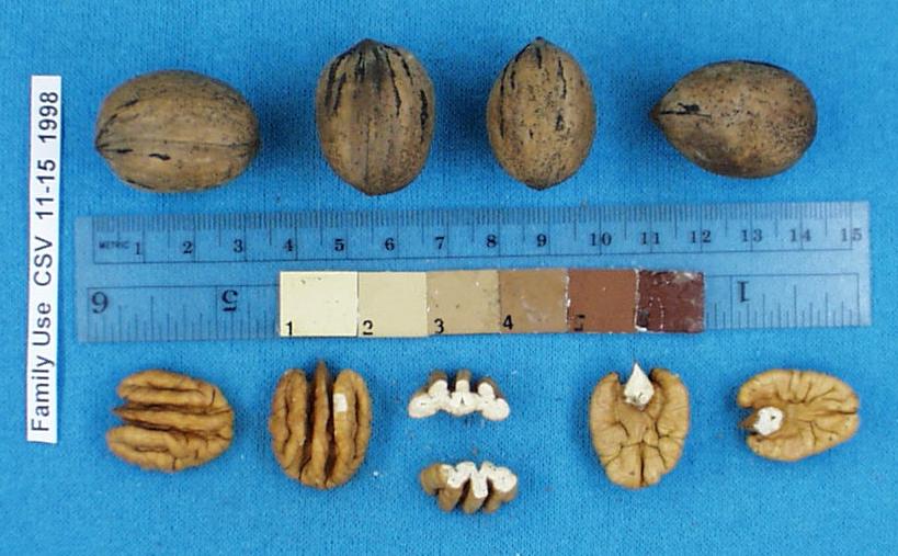 Click for 1 image(s) for this accession. Image