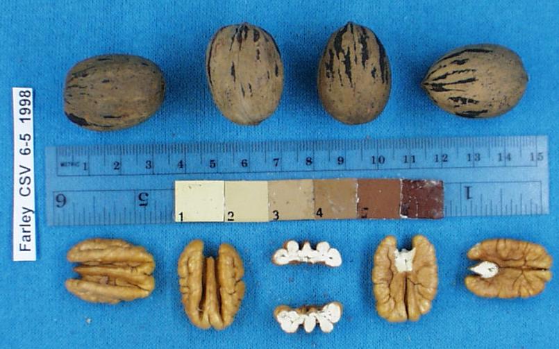 Click for 2 image(s) for this accession. Image