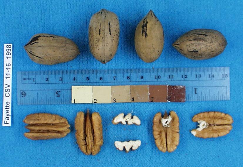 Click for 1 image(s) for this accession. Image