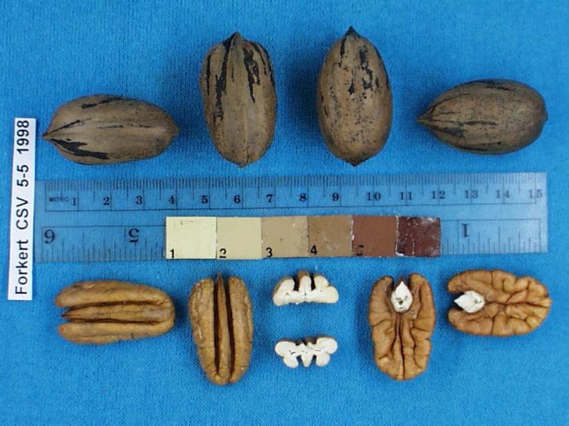 Click for 2 image(s) for this accession. Image