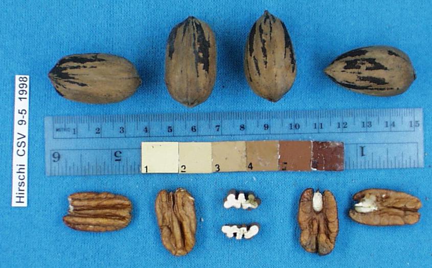 Click for 4 image(s) for this accession. Image