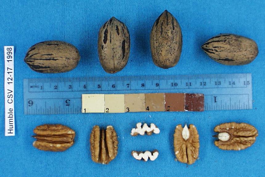 Click for 1 image(s) for this accession. Image