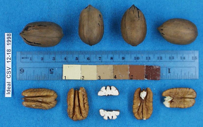 Click for 1 image(s) for this accession. Image