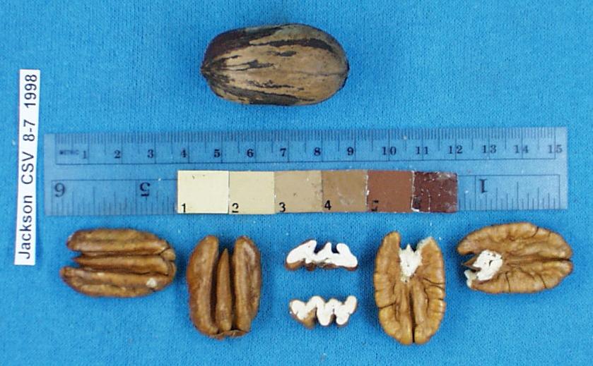 Click for 1 image(s) for this accession. Image