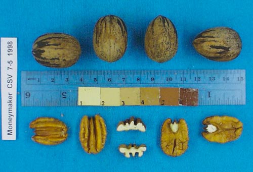 Click for 4 image(s) for this accession. Image