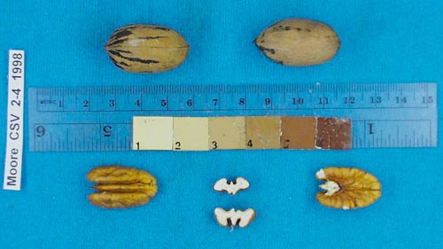 Click for 3 image(s) for this accession. Image