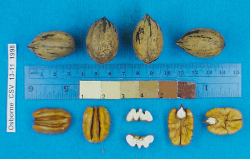 Click for 3 image(s) for this accession. Image