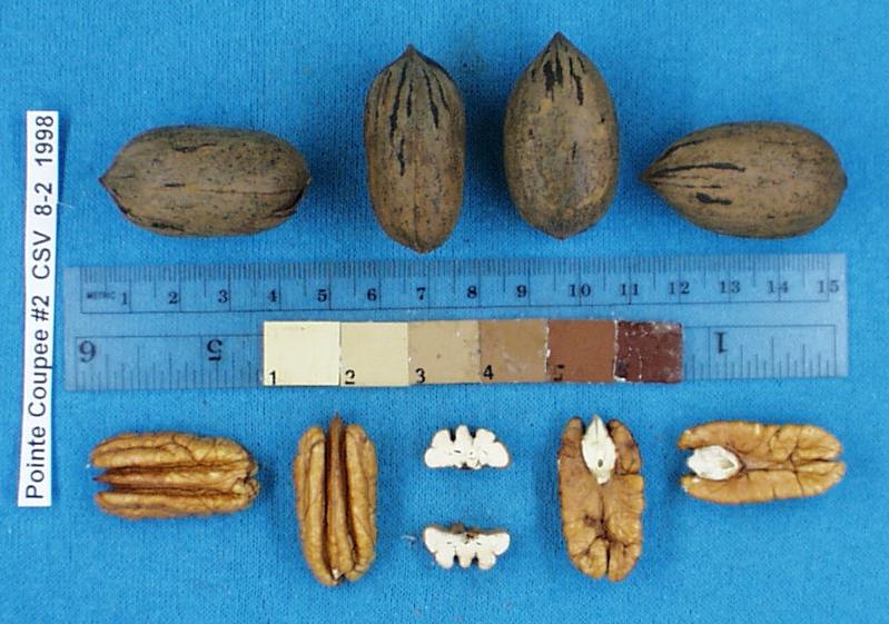 Click for 1 image(s) for this accession. Image