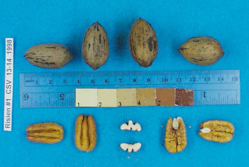 Click for 2 image(s) for this accession. Image