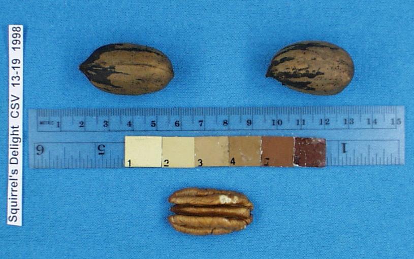 Click for 1 image(s) for this accession. Image
