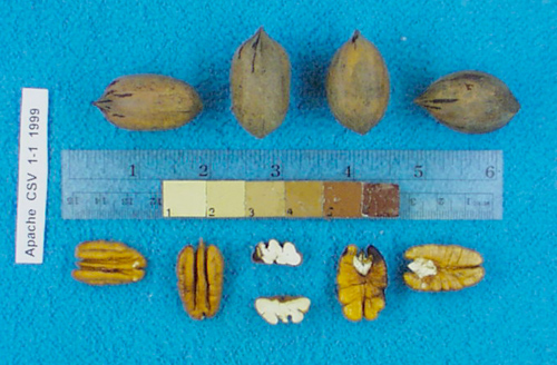 Click for 3 image(s) for this accession. Image