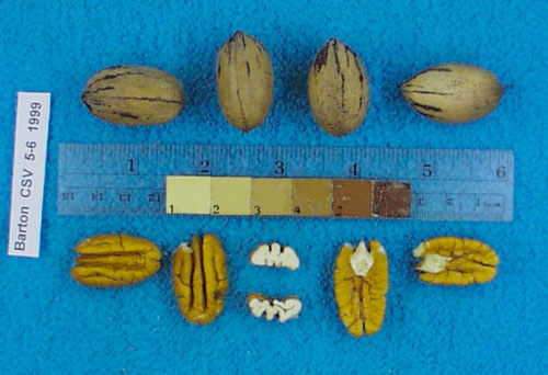 Click for 1 image(s) for this accession. Image