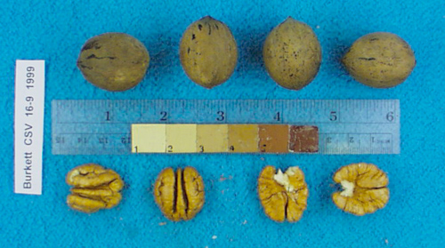 Click for 1 image(s) for this accession. Image