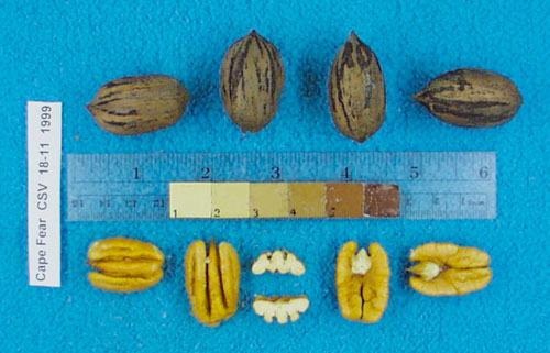 Click for 2 image(s) for this accession. Image